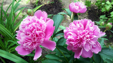 Картинка цветы пионы розовый