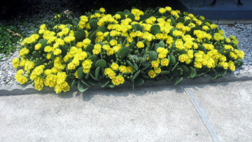 Картинка цветы кактусы желтый