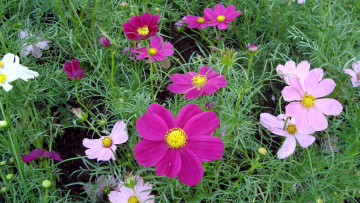 Картинка цветы космея розовый