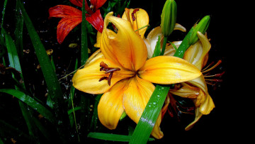 Картинка цветы лилии +лилейники флора