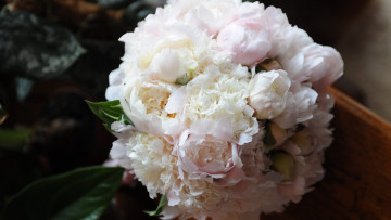 Картинка цветы пионы нежность