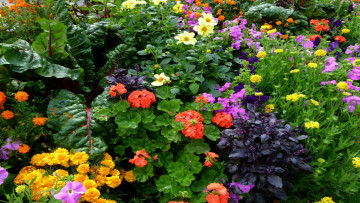 Картинка цветы разные+вместе георгины герань бархатцы петунии