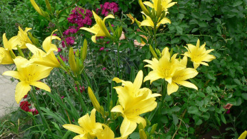 Картинка цветы разные+вместе лилии флоксы