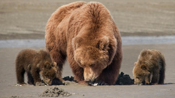 Картинка животные медведи фон