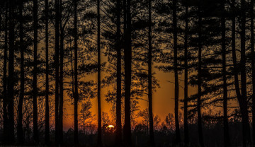 Картинка природа лес рассвет