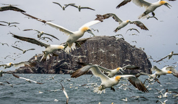 Картинка животные Чайки +бакланы +крачки птичка