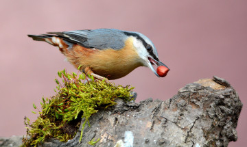 Картинка животные поползни птичка