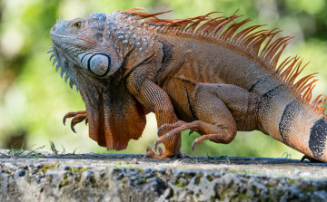 Картинка животные Ящерицы +игуаны +вараны игуана