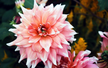 Картинка цветы георгины макро