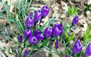 Картинка цветы крокусы первоцветы