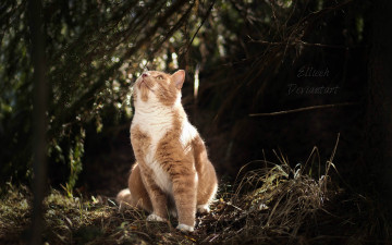 Картинка животные коты кошка природа by ellieeh