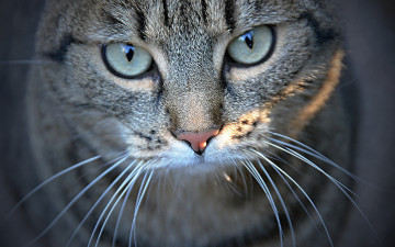 Картинка животные коты кот крупный план