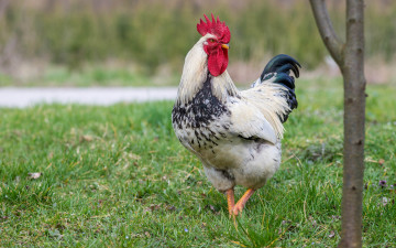 Картинка животные куры +петухи птичка
