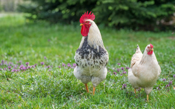Картинка животные куры +петухи птичка