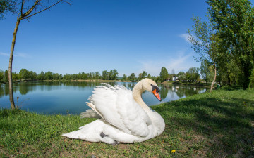 Картинка животные лебеди птичка