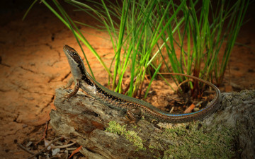 Картинка животные Ящерицы +игуаны +вараны ящерка