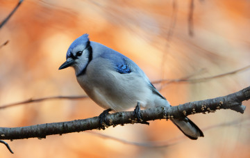 Картинка животные птицы птичка