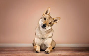 Картинка животные собаки пес