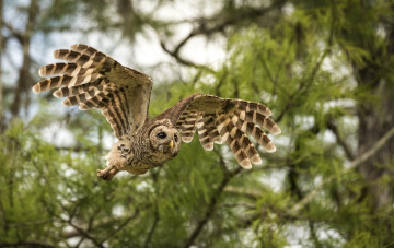 Картинка животные совы птичка