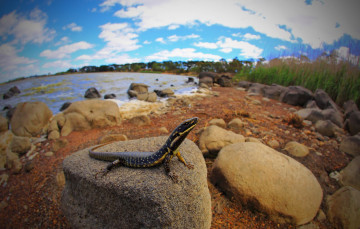 Картинка животные Ящерицы +игуаны +вараны змейка