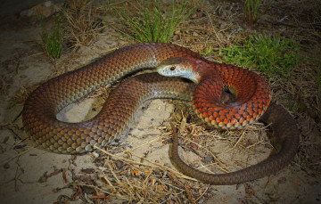 Картинка животные змеи +питоны +кобры змейка