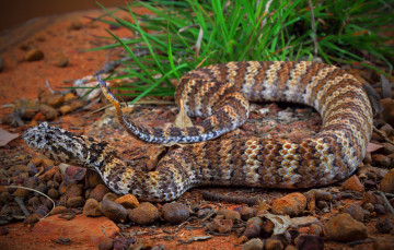 Картинка животные змеи +питоны +кобры змейка