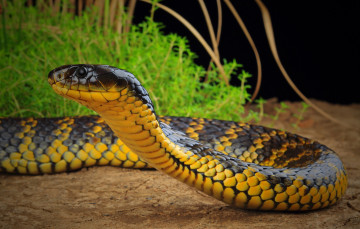 Картинка животные змеи +питоны +кобры змея