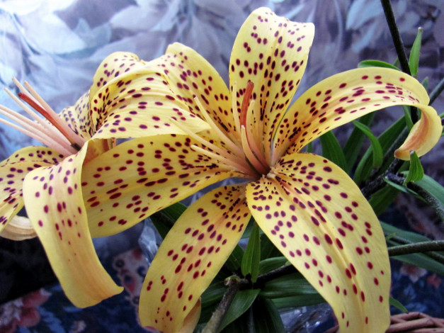 Обои картинки фото цветы, лилии,  лилейники, крапинки, тигровая