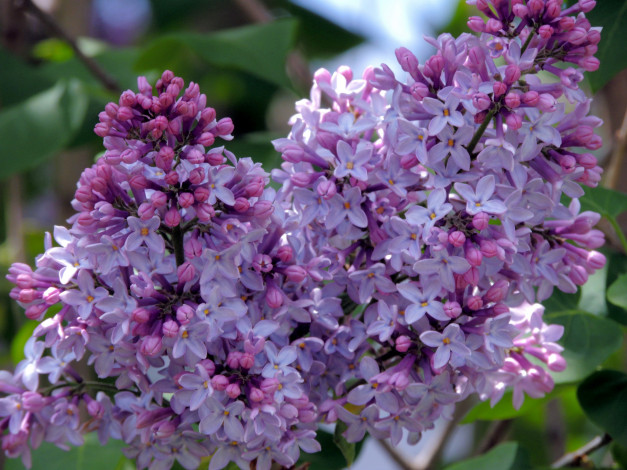 Обои картинки фото цветы, сирень, ветка