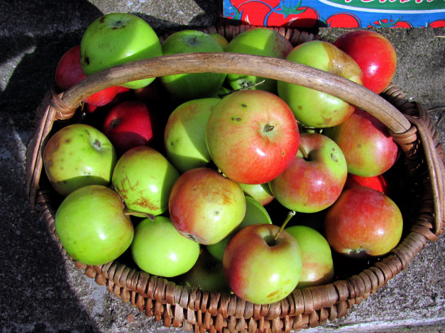 Обои картинки фото еда, Яблоки, корзинка, урожай