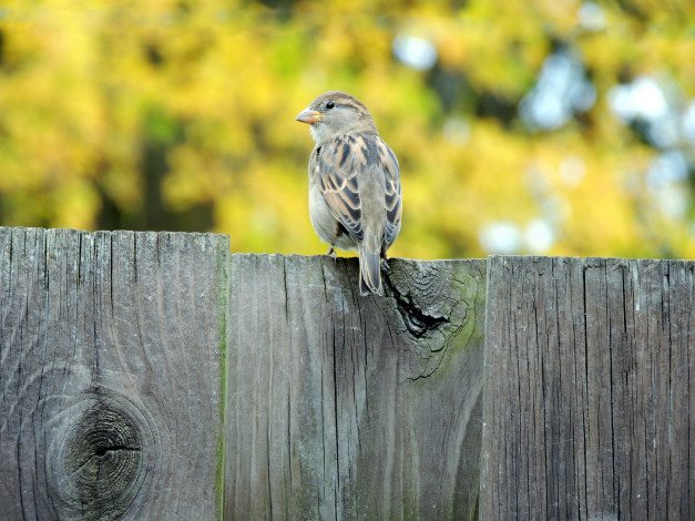 Обои картинки фото животные, воробьи, забор, птичка