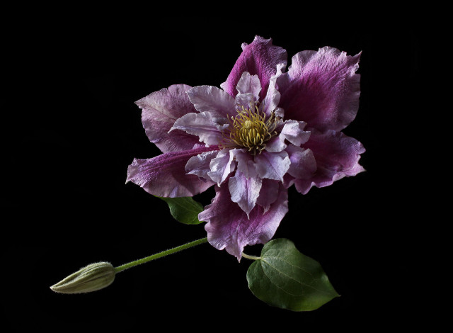 Обои картинки фото цветы, клематис , ломонос, флора