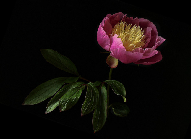 Обои картинки фото цветы, пионы, флора, цветок, пион