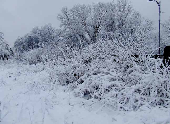 Обои картинки фото природа, зима, снег, деревья