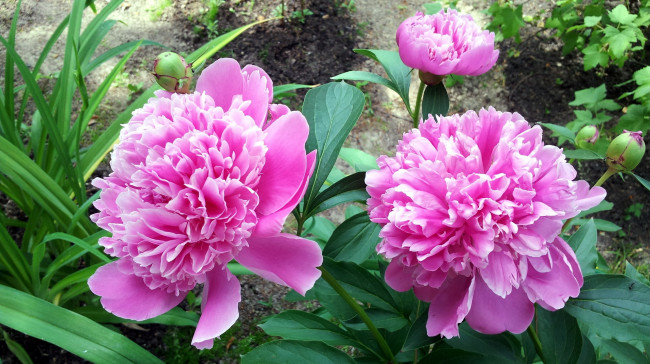 Обои картинки фото цветы, пионы, розовый