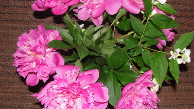 Обои картинки фото цветы, пионы, розовый