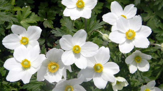 Обои картинки фото цветы, ветреницы,  печёночницы, ветренница