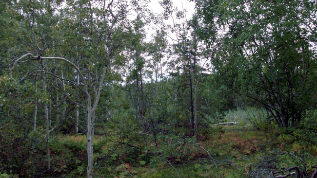 Обои картинки фото природа, лес, деревья