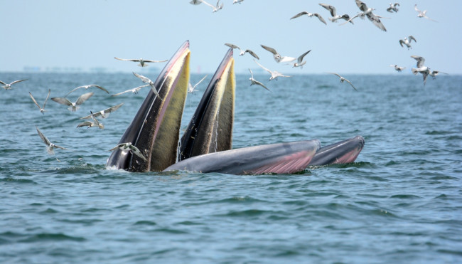 Обои картинки фото животные, киты,  кашалоты, море, птицы, пасть, чайки
