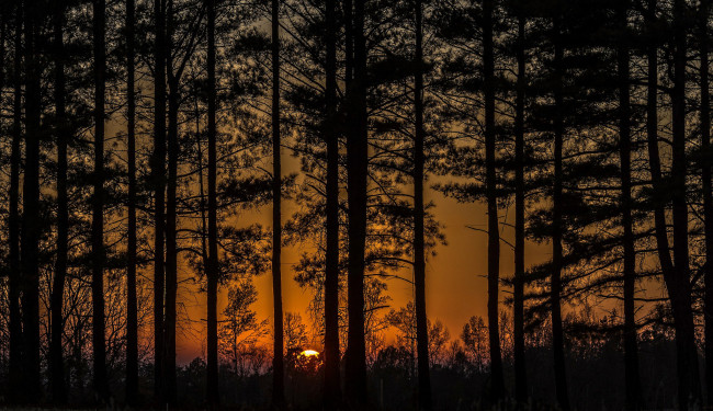 Обои картинки фото природа, лес, рассвет