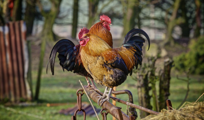 Обои картинки фото животные, куры,  петухи, птичка