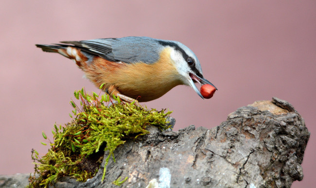 Обои картинки фото животные, поползни, птичка
