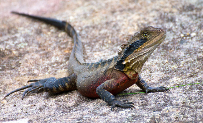 Обои картинки фото животные, Ящерицы,  игуаны,  вараны, ящерка