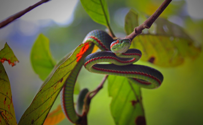 Обои картинки фото животные, змеи,  питоны,  кобры, змейка