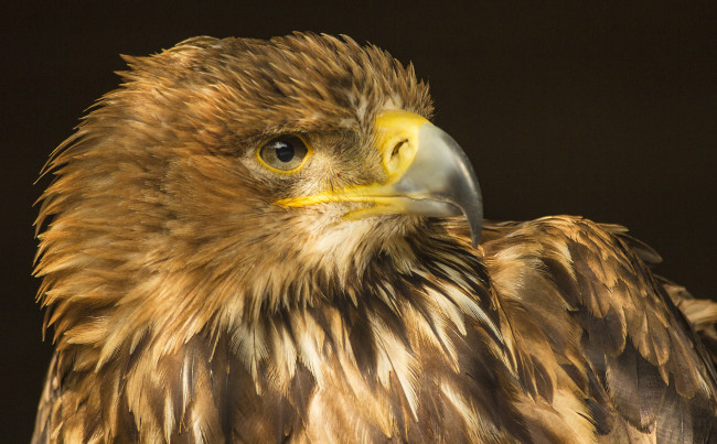 Обои картинки фото животные, птицы - хищники, птичка