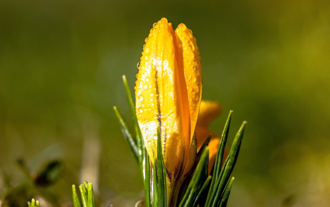 Обои картинки фото цветы, крокусы, бутон