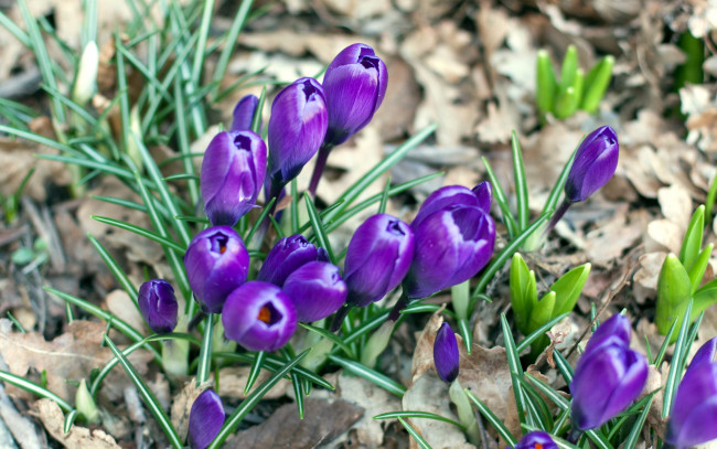 Обои картинки фото цветы, крокусы, первоцветы