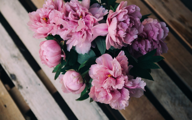 Обои картинки фото цветы, пионы, розовый