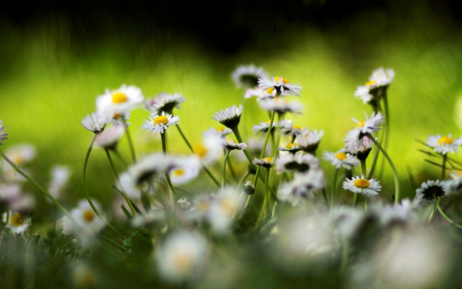 Обои картинки фото цветы, ромашки, полевые, белые, трава