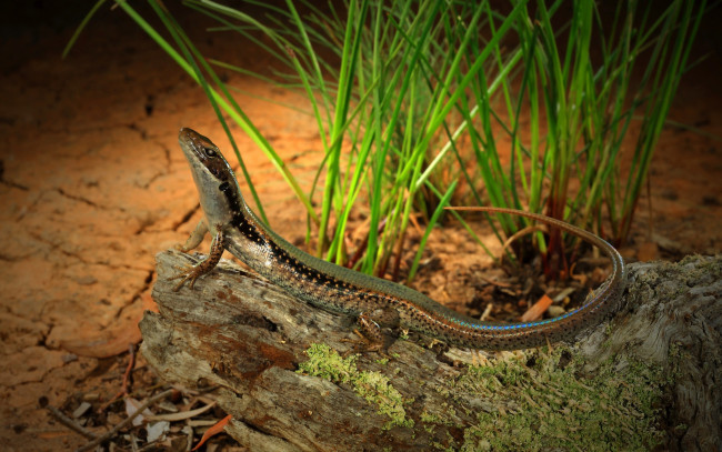 Обои картинки фото животные, Ящерицы,  игуаны,  вараны, ящерка